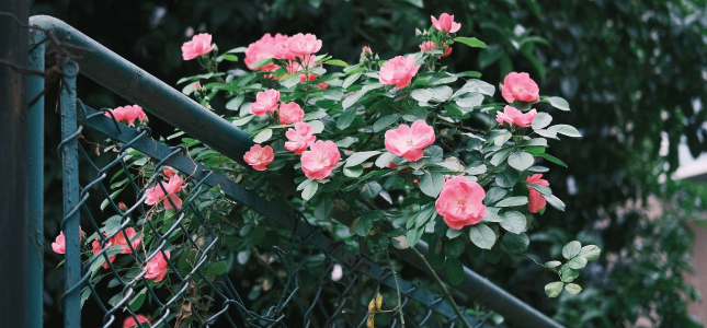 Floral Installation on a Fence